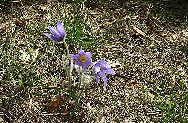 Pulsatilla grandis oziroma Velikonočnica