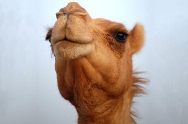 /media/www/slike.old/novice/camelface.jpg