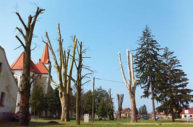 Obglavljena drevesa v kraju Tišina