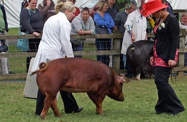 Prašič pasme duroc