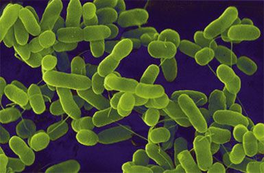 /media/www/slike.old/novice/ecoli_copy2.jpg