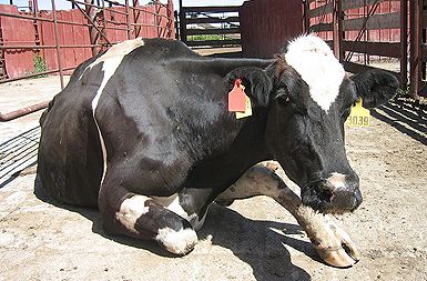 /media/www/slike.old/novice/euclid_downed_cow_lg.jpg