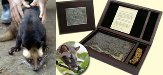 /media/www/slike.old/novice/kopi_luwak_coffee_1.jpg