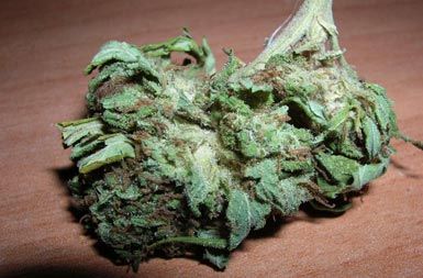 /media/www/slike.old/novice/marihuana1.jpg