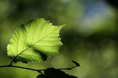/media/www/slike.old/novice/okolje.gif