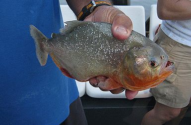 /media/www/slike.old/novice/piranha.gif