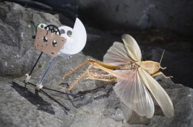 Skakajoči robotek in inspiracija iz sveta žuželk