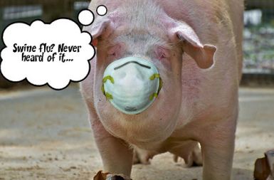 /media/www/slike.old/novice/swine.jpg