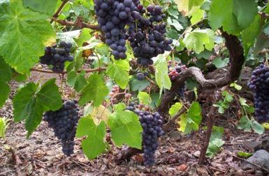 /media/www/slike.old/novice/vino.jpg