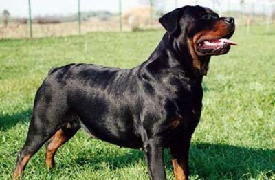 Rottweiler prvi na spisku želja glede posodobitve policijskega pasjega parka.