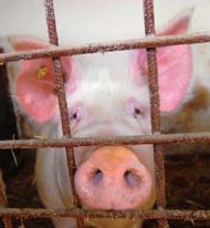 OINK OINK