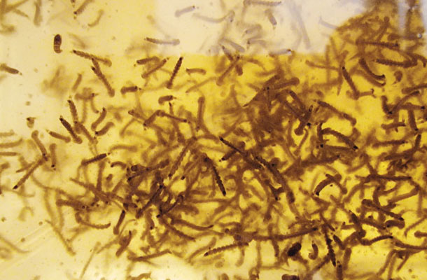 Ličinke Oxitecovih gensko spremenjenih komarjev