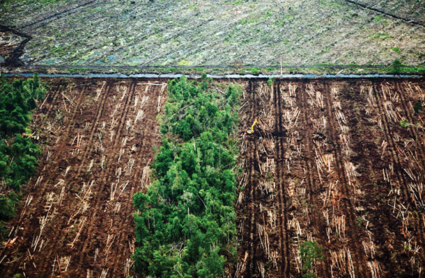 Izkrčeni gozd na Sumatri: WWF grajajo, ker je partnerskim podjetjem dovolil posek pragozda.