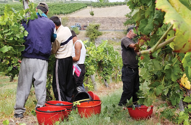 Sezonski delavci v Robertovem vinogradu.