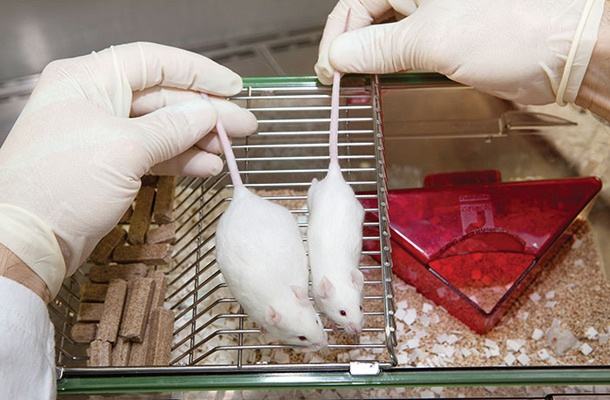 Miši, brez katerih odkritja ne bi bilo 