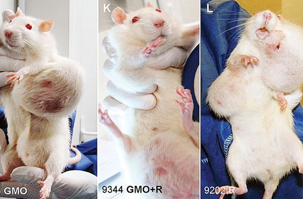 Tumorji pri podganah