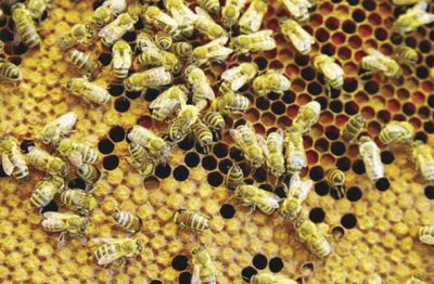 So neonikotinoidi krivci za izginjanje čebeljih družin? 