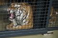 Vito, sibirski tiger, nova pridobitev živalskega vrta, Ljubljana