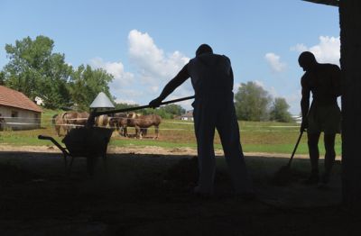 Na kmetiji, ki meji na Slovensko vas, okoli 15 obsojencev skrbi za 30 glav konj in okoli 200 glav govedi