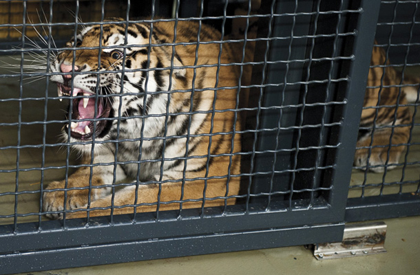 Vito, sibirski tiger, nova pridobitev živalskega vrta, Ljubljana