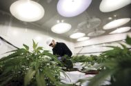 Cannabis regulativa