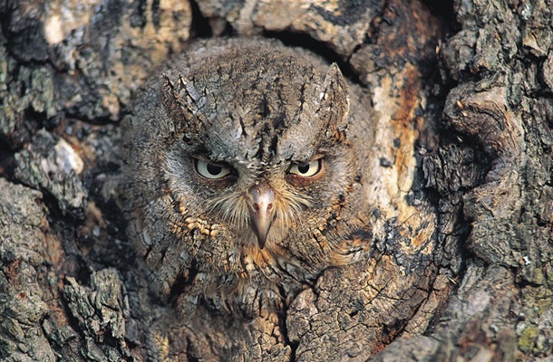 Ogroženi Veliki skovik, njegova populacija na Goričkem naj bi upadla za 75%
