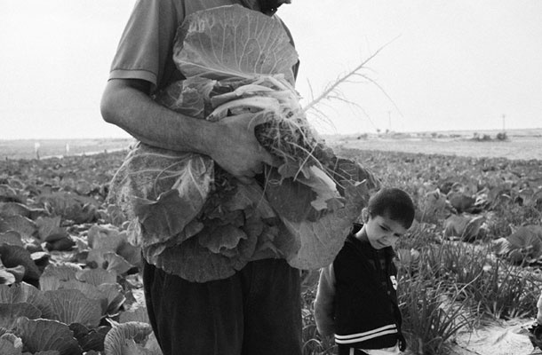 Kmetovalec pobira zelje v vzhodni Rafi, območju, ki tudi v času navideznega miru velja za najnevarnejši kraj za kmetovanje