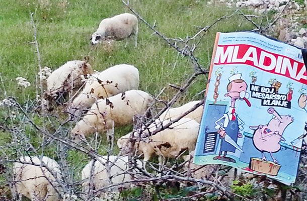 Pag, Hrvaška / Foto T. P.