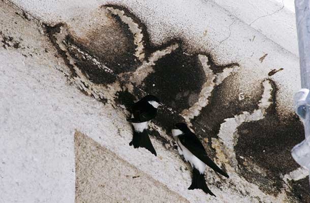 »Lastovke so sedaj močno zmedene, ni jim jasno, kaj se dogaja.«