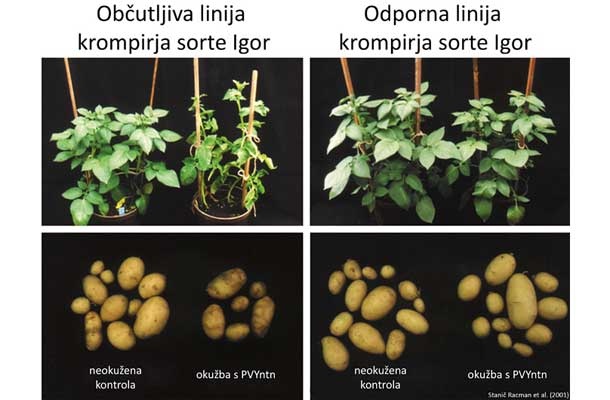 Prikaz uspeha raziskovalcev z Nacionalnega inštituta za biologijo z gensko spremenjenim krompirjem sorte igor 