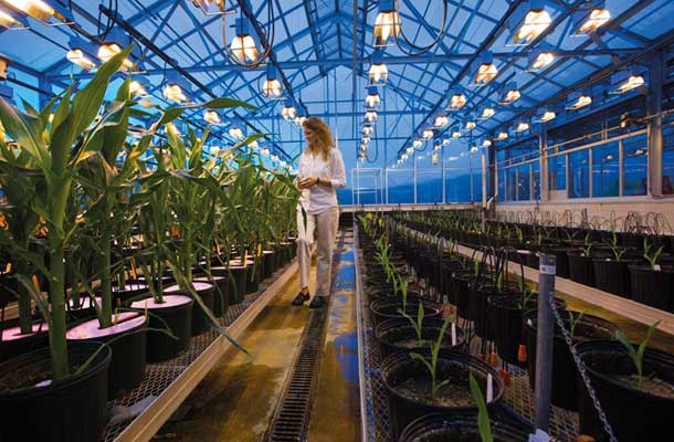 V Monsantovih rastlinjakih preizkušajo tudi nove sorte koruze, odporne proti suši