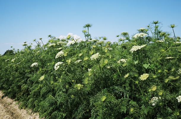 Semenska pridelava korenja v selekcijsko-poskusnem centru Semenarne Ljubljana na Ptuju