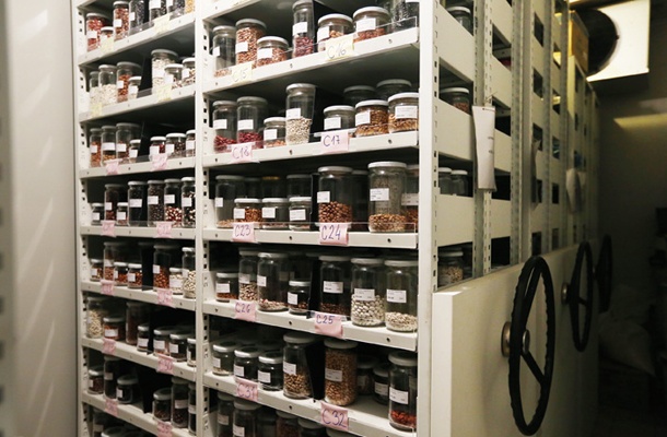 Semenska banka: Genska banka kmetijskih rastlin na Kmetijskem inštitutu v Ljubljani hrani semena več kot 3200 različnih sort kmetijskih rastlin