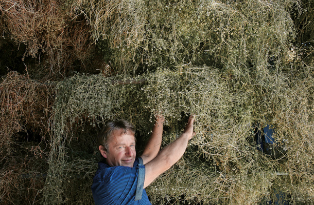 Vodja centra Darko Vernik s pridelkom semena ljubljanskega motovilca, ki ga bodo vrtičkarji sejali prihodnje leto 