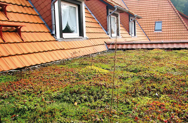 Za zasaditev nepohodnih ravnih streh so primerni preprosti sedumi, trave in nekatere druge rastline, ki jih prekrivajo, kot zelena ali pisana preproga