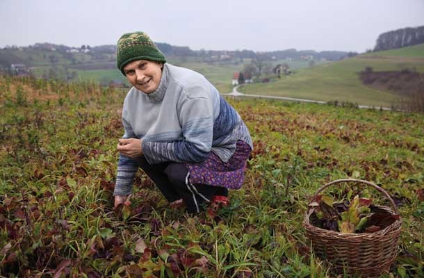 Marija Bezjak, kmetovalka: »Sodelovanje z zadrugo Dobrina je korektno. Na vsakomesečnih sestankih se skupaj dogovorimo o odkupnih cenah.«