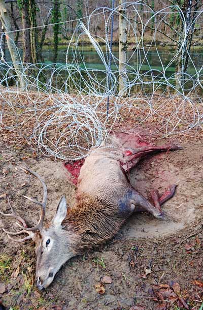 Nesrečni jelen ujet v tehnične ovire za usmerjanje migrantov, Dečina v Poljanski dolini ob Kolpi, Bela Krajina 