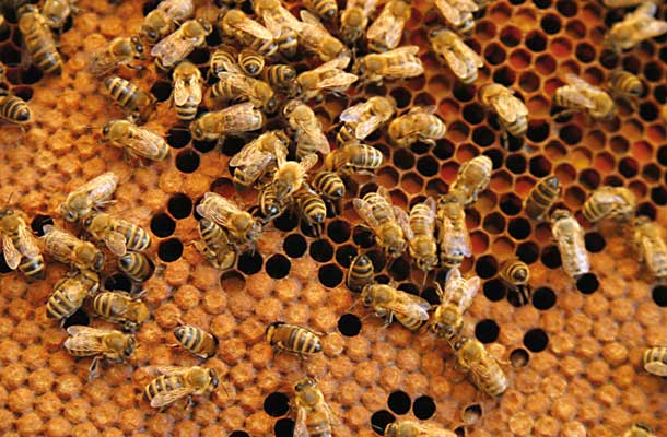 Čebele v Sloveniji praktično ne morejo preživeti zime brez zdravljenja proti varozi 