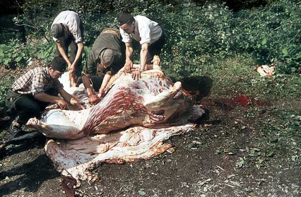 Ko je partizanski intendant prišel do mesa, so ga hitro razdelili