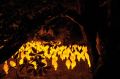Sophie Guyot: 1000 Luces, festival Svetlobna gverila: Narava, Botanični vrt, Ljubljana