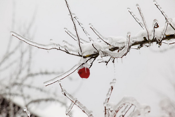 Ledeno kraljestvo (Frozen)