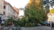 Padajoča drevesa