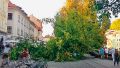 Padlo drevo, ki se je znašlo v preiskavi