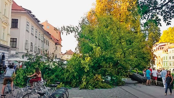 Padlo drevo, ki se je znašlo v preiskavi