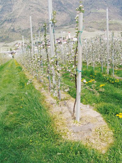 Rezultat uporabe glifosata v sadovnjaku. Ker se absorbira skozi liste rastlin, ga je mogoče škropiti okoli debel. 