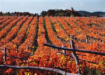 Vinograd pri Svetem pri Komnu. Iz grozdja sorte refošk, ki raste na rdeči zemlji, pridelujejo kraški teran