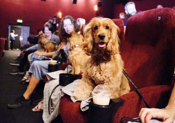 Pasji kino