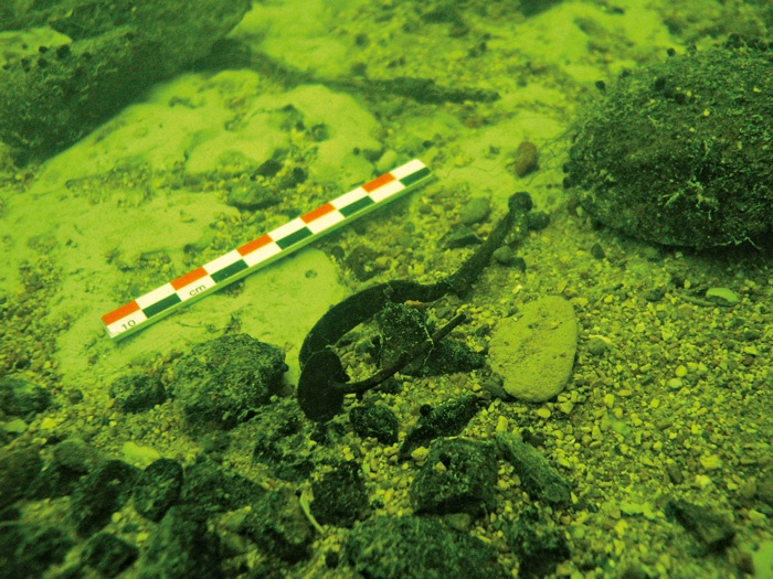 Starejšeželeznodobna fibula (sponka) v strugi Ljubljanice