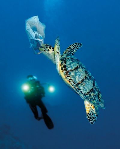 Kar zadeva plastiko v morju, so posebna nevarnost prozorne vrečke, ki jih želve niso sposobne ločiti od meduz, svoje glavne hrane. 