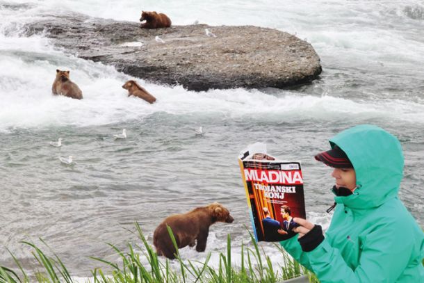 Med medvedi, McNeil River, Aljaska 